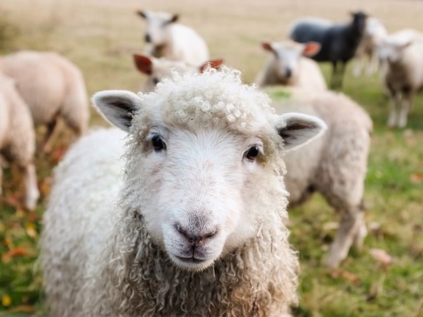 Mouton blanc en Irlande