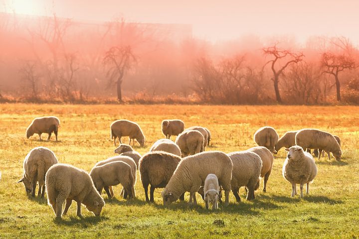 Moutons broutent dans les prés